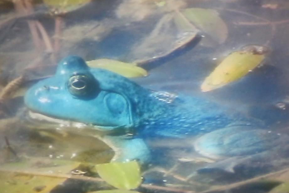 Have you ever seen a blue bullfrog? Our biologists explain this rare phenomenon | Iowa DNR